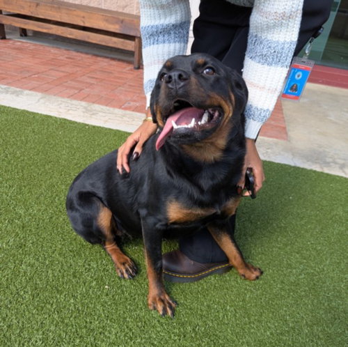 *ROXANNE, an adoptable Rottweiler in Derwood, MD
