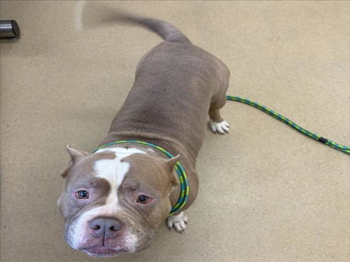 *FILBERT, an adoptable American Pit Bull Terrier in Derwood, MD
