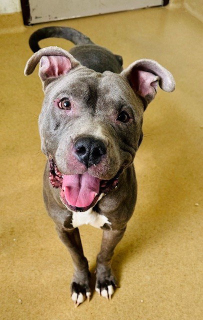 ROXY, an adoptable American Pit Bull Terrier in Derwood, MD