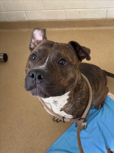 KOOPS, an adoptable American Pit Bull Terrier in Derwood, MD