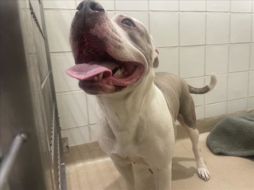 *HADLEY, an adoptable American Pit Bull Terrier in Derwood, MD