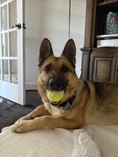 NIENIE, an adoptable German Shepherd Dog in Derwood, MD