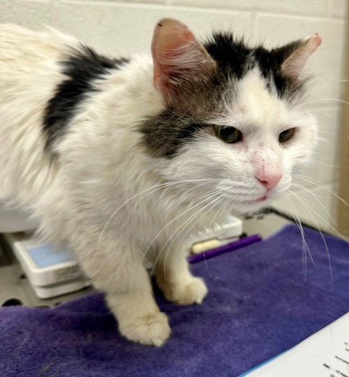 OSO, Adult Domestic Medium Hair (medium coat), cat for adoption in Manassas, Virginia