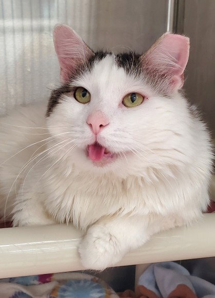 OSO, an adoptable Domestic Medium Hair in Derwood, MD