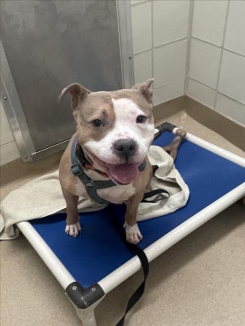 LEXUS, an adoptable Staffordshire Bull Terrier in Derwood, MD