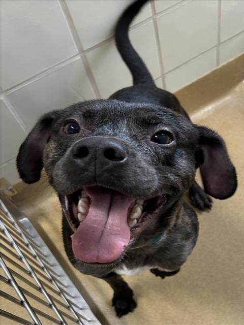 *SHAMUS, an adoptable American Pit Bull Terrier in Derwood, MD