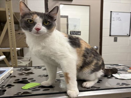 *MILA, Young Domestic Short Hair (medium coat), cat for adoption in Manassas, Virginia