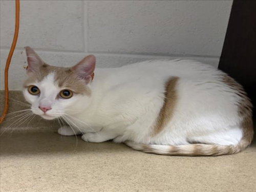 OZZIE, Adult Domestic Short Hair (medium coat), cat for adoption in Manassas, Virginia