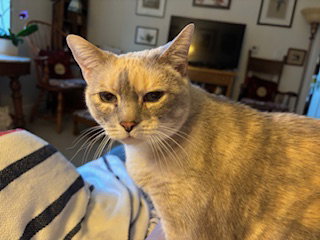 SNOW WHITE, Senior Domestic Short Hair (medium coat), cat for adoption in Manassas, Virginia