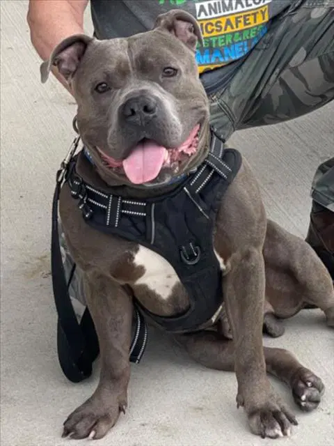 Jumbotron - Staffordshire Bull Terrier