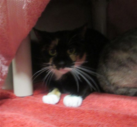 ASHLEY, Adult Domestic Short Hair (medium coat), cat for adoption in Manassas, Virginia