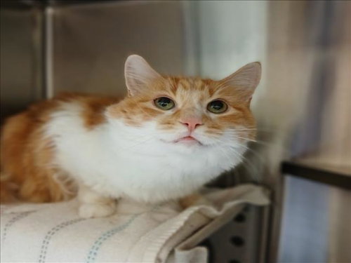 ANNIE, Senior Domestic Medium Hair (medium coat), cat for adoption in Manassas, Virginia