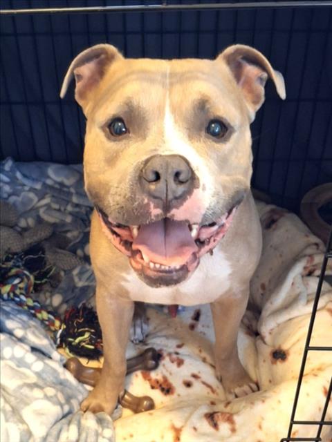*HARRY, an adoptable American Pit Bull Terrier in Derwood, MD