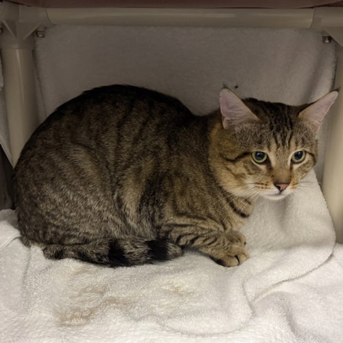 *SUMO, Adult Domestic Short Hair (medium coat), cat for adoption in Manassas, Virginia