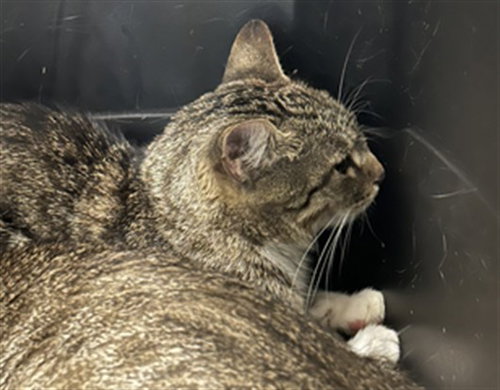 RAQUI, Young Domestic Short Hair (medium coat), cat for adoption in Manassas, Virginia
