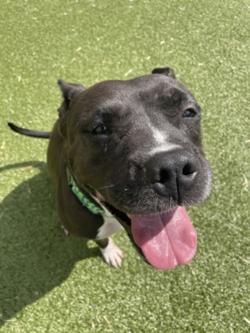 *SARAH JESSICA BARKER, an adoptable American Pit Bull Terrier in Derwood, MD