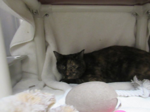 IVY, Adult Domestic Short Hair (medium coat), cat for adoption in Manassas, Virginia