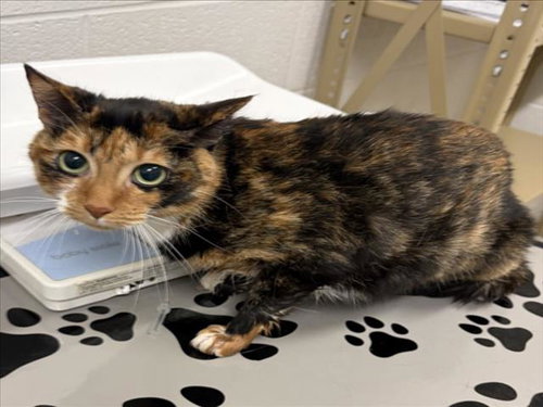 *TOFFEE, Adult Domestic Short Hair (medium coat), cat for adoption in Manassas, Virginia