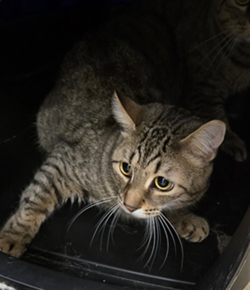 *CHELSEA, Adult Domestic Short Hair (medium coat), cat for adoption in Manassas, Virginia