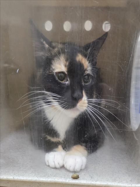 *CHERRY, Adult Domestic Short Hair (medium coat), cat for adoption in Manassas, Virginia