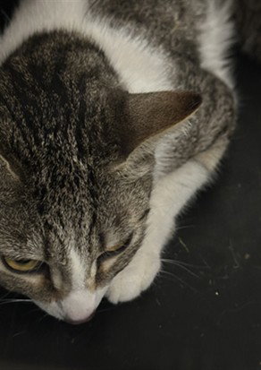 FIONA, Young Domestic Short Hair (medium coat), cat for adoption in Manassas, Virginia