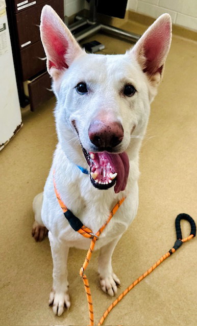 *SPLASH, an adoptable German Shepherd Dog in Derwood, MD