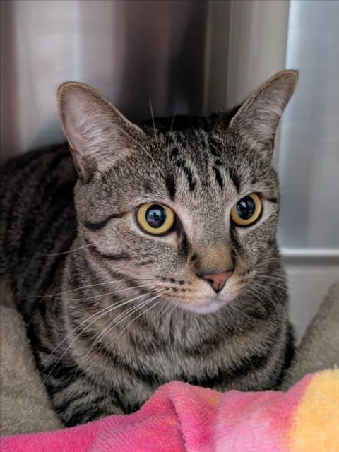 HELMSWORTH, Adult Domestic Short Hair (medium coat), cat for adoption in Manassas, Virginia