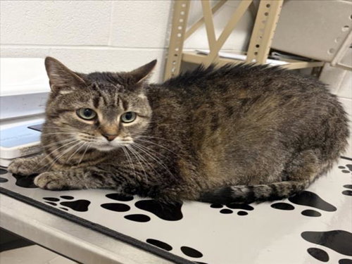 *WONDER, Adult Domestic Short Hair (medium coat), cat for adoption in Manassas, Virginia