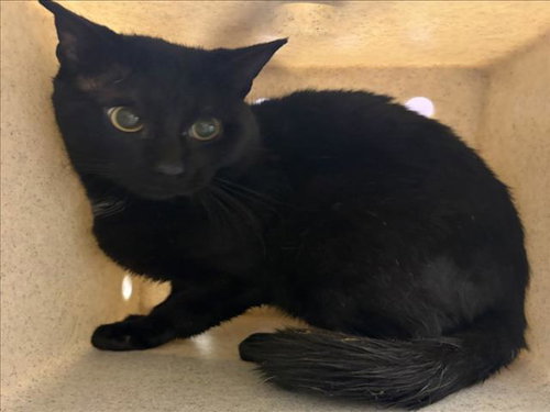 *SYCAMORE, Young Domestic Short Hair (medium coat), cat for adoption in Manassas, Virginia