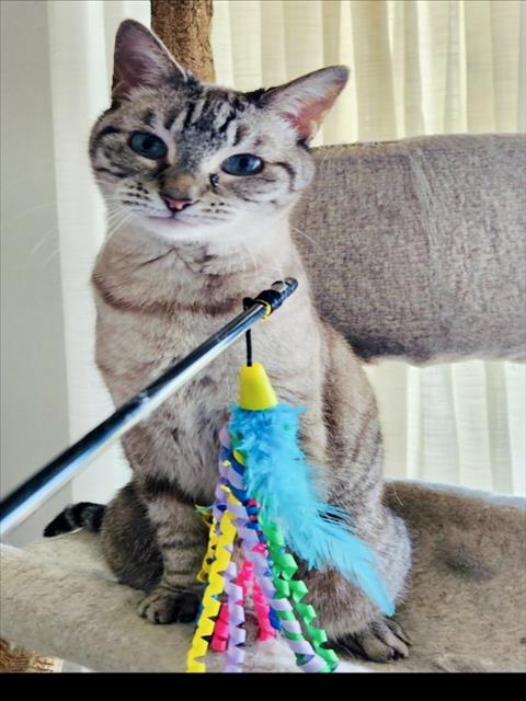 HANNAH, Senior Siamese / Mixed (medium coat), cat for adoption in Manassas, Virginia