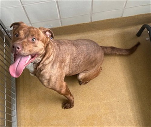 HAZEL, an adoptable American Pit Bull Terrier in Derwood, MD