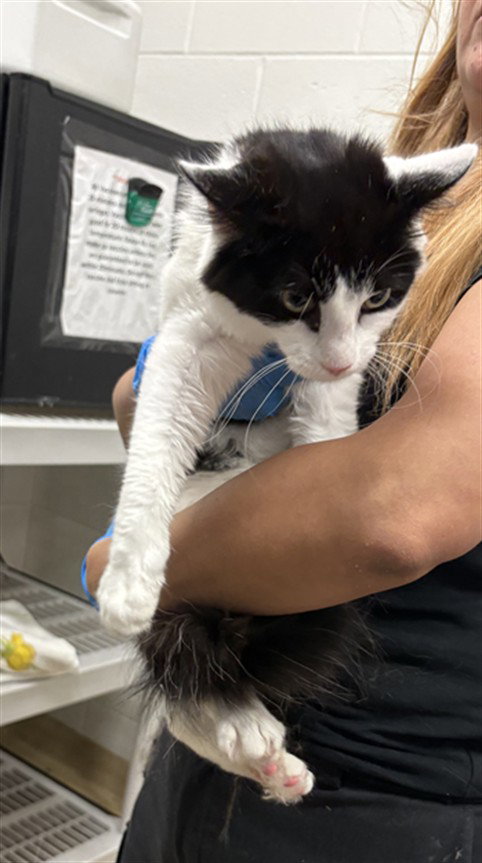 *SYLVIA, Young Domestic Medium Hair (medium coat), cat for adoption in Manassas, Virginia