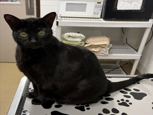 COLA, Senior Domestic Short Hair (medium coat), cat for adoption in Manassas, Virginia