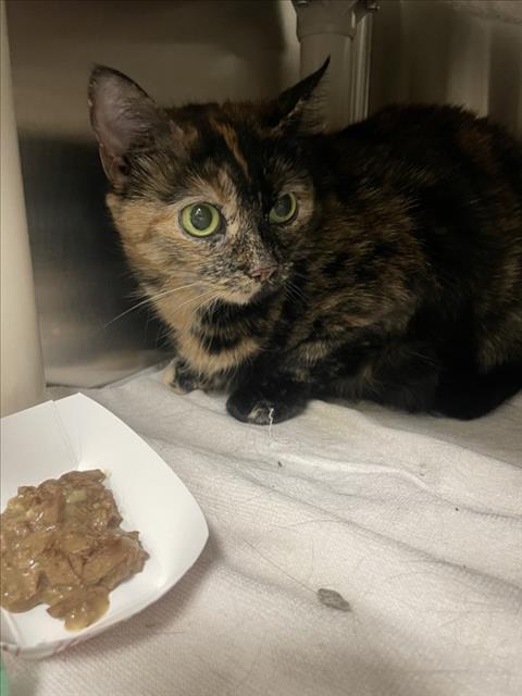 *AMARYLLIS, Senior Domestic Short Hair (medium coat), cat for adoption in Manassas, Virginia