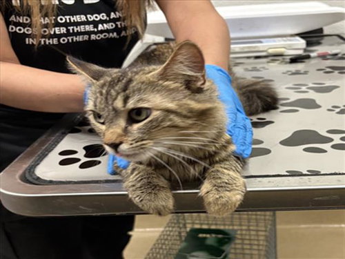 *PICK ME, Young Domestic Medium Hair (medium coat), cat for adoption in Manassas, Virginia