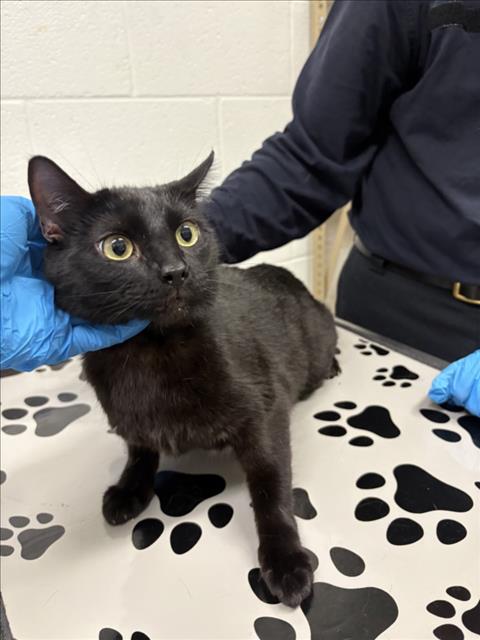 *CLARABELL, Adult Domestic Short Hair (short coat), cat for adoption in Manassas, Virginia