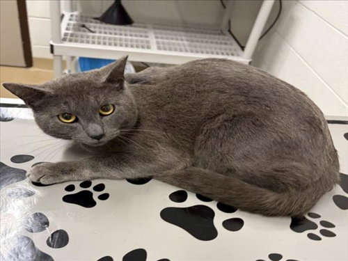 *PADRE, Young Domestic Short Hair (medium coat), cat for adoption in Manassas, Virginia