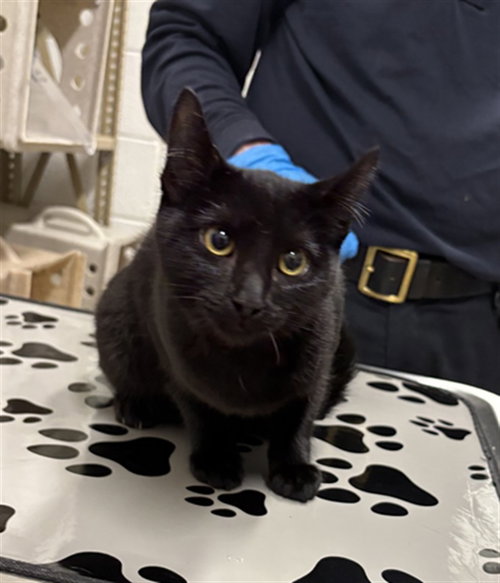 *SUPRISE, Young Domestic Short Hair (short coat), cat for adoption in Manassas, Virginia