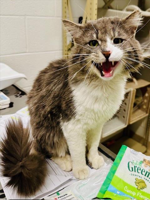 *KONG, Adult Domestic Medium Hair (medium coat), cat for adoption in Manassas, Virginia