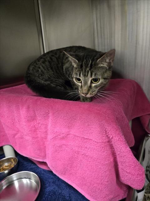 *APPLE BOTTOM JEANS, Adult Domestic Short Hair (medium coat), cat for adoption in Manassas, Virginia