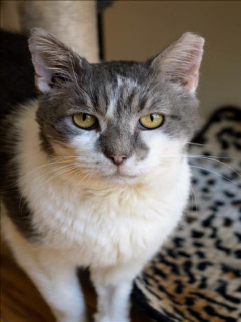 *CACHETES, Senior Domestic Short Hair (medium coat), cat for adoption in Annapolis, Maryland