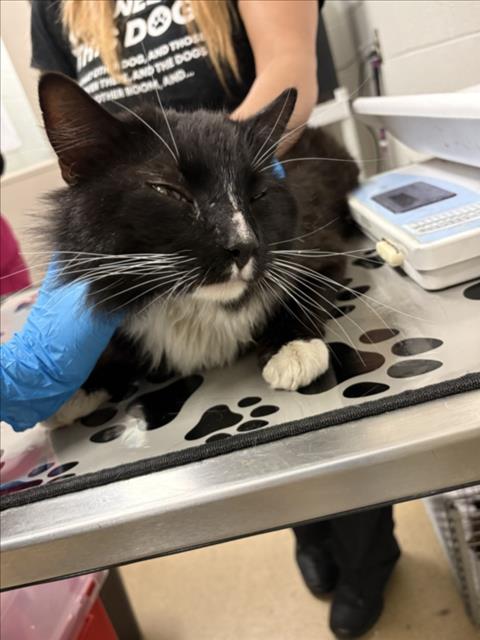 FUI, an adoptable Domestic Long Hair in Derwood, MD
