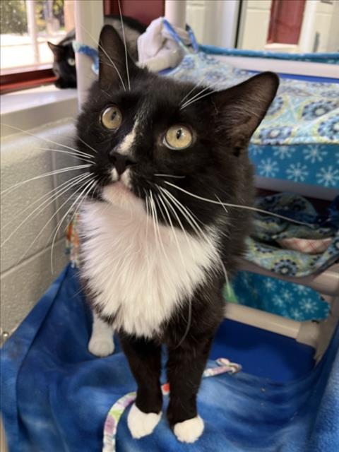 FUI, Adult Domestic Long Hair (medium coat), cat for adoption in Bowie, Maryland