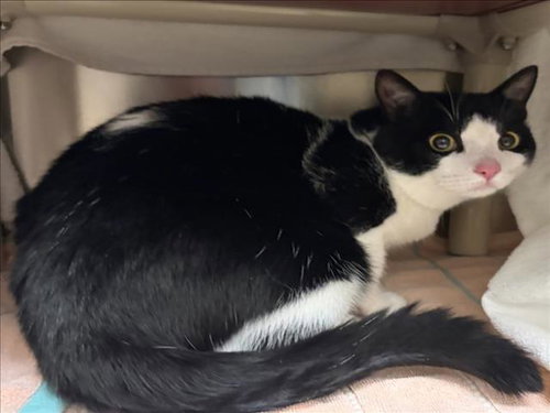 SAMBA, an adoptable Domestic Short Hair in Derwood, MD