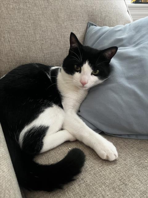 SAMBA, Adult Domestic Short Hair (medium coat), cat for adoption in Bowie, Maryland