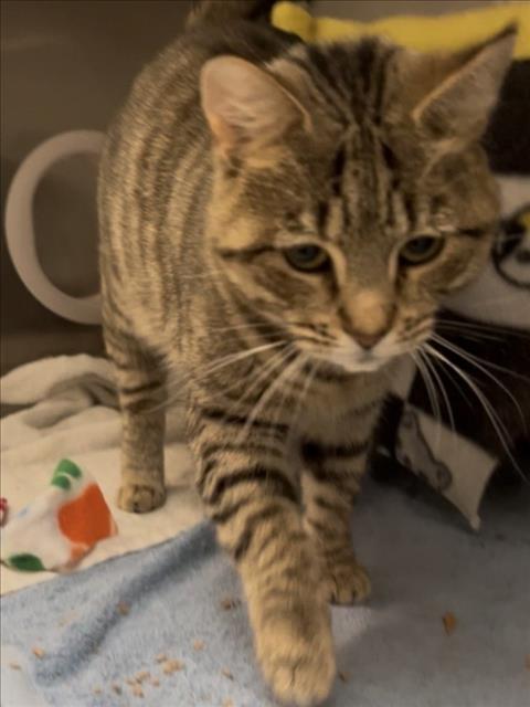 *CANDY APPLE, Adult Domestic Short Hair (medium coat), cat for adoption in Bowie, Maryland