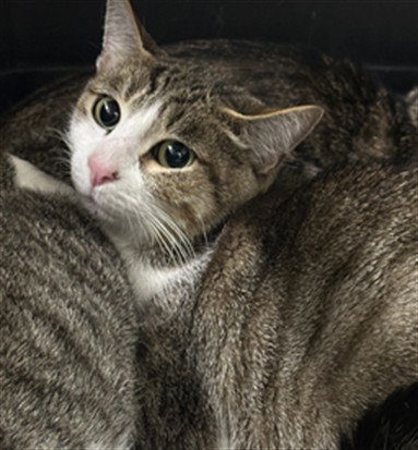 MIMI, an adoptable Domestic Short Hair in Derwood, MD