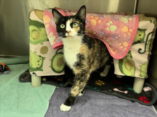 *HARLEY DAVIDSON, an adoptable Domestic Short Hair in Derwood, MD