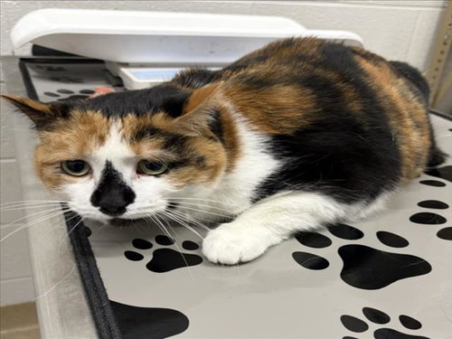 MARCY, an adoptable Domestic Short Hair in Derwood, MD