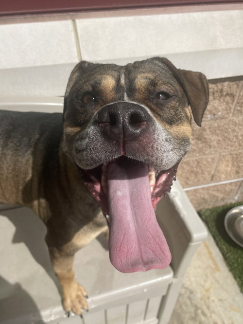RANGO, an adoptable Boxer in Derwood, MD
